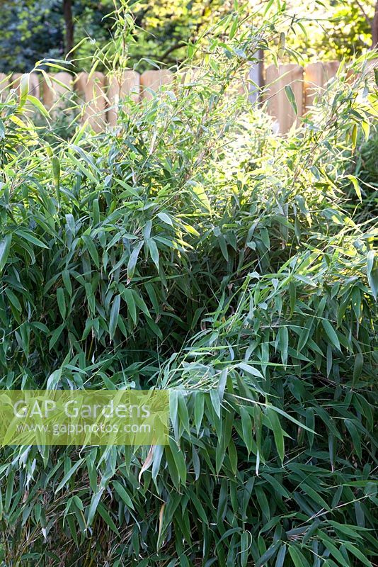 Fargesia murielae - Bamboo hedge 
 