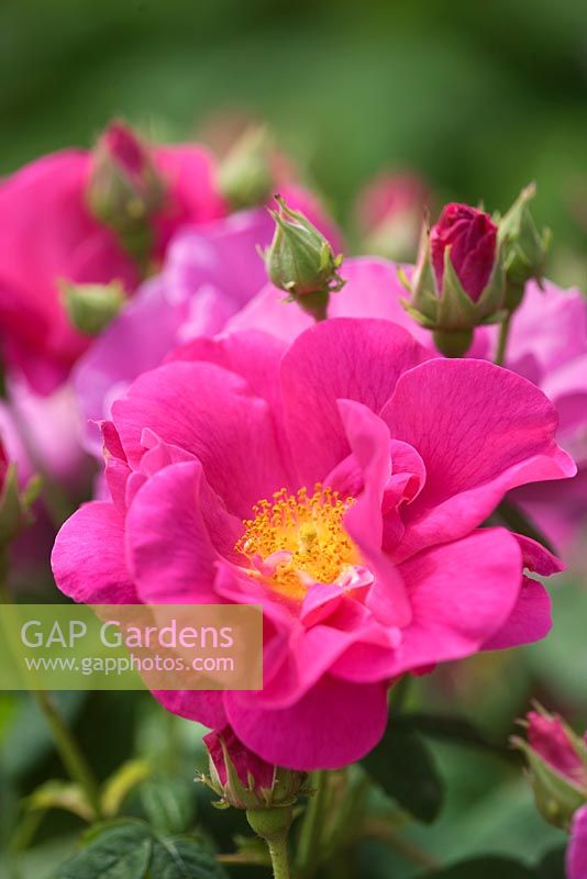 Rosa gallica officinalis