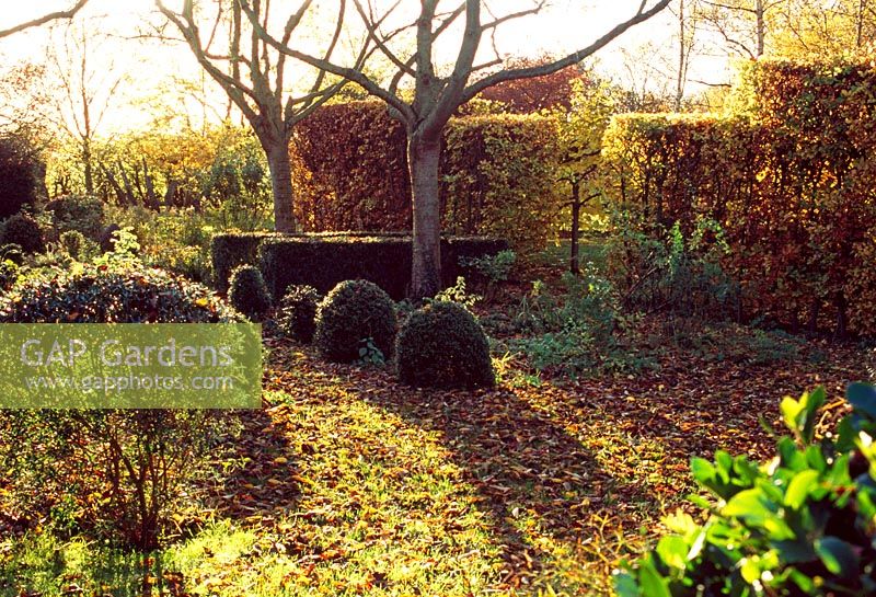 Formal garden in Autumn with topiary backed by Fagus - Beech hedge and deciduous trees