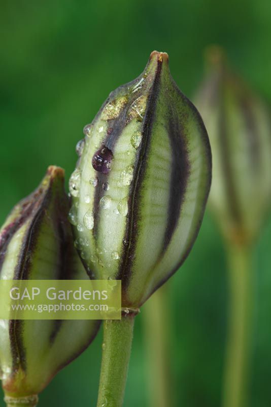 Tulipa tarda - Late Tulip, Seed heads, May