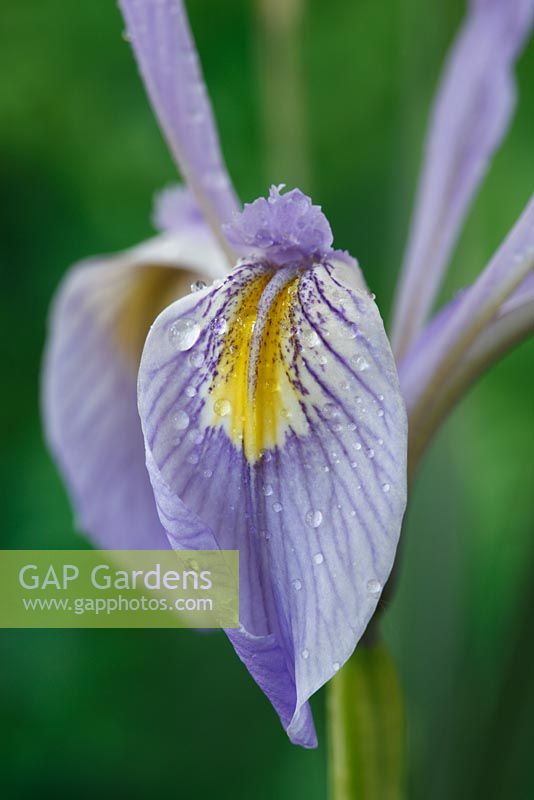 Iris missouriensis syn Iris montana - Missouri flag, Rocky Mountain Iris, May