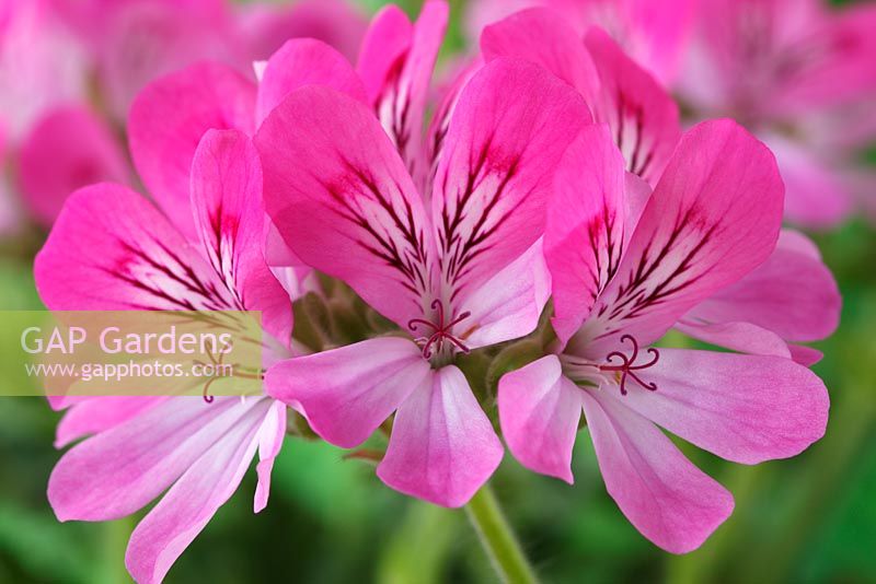 Pelargonium 'Pink Capricorn', syn 'Pink Capitatum'  - Scented leaved Geranium, June