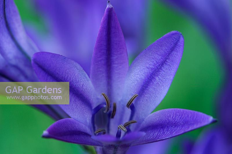Triteleia laxa 'Koningin Fabiola' - Triplet lily. Syn 'Queen Fabiola', June