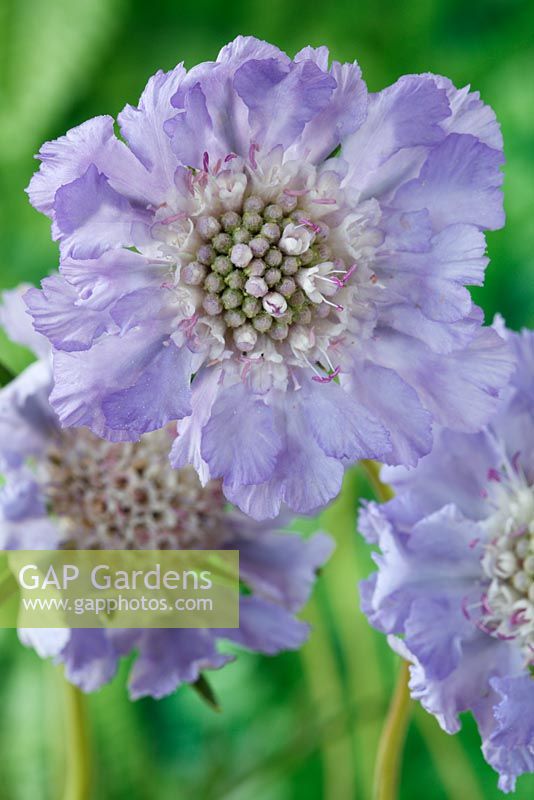 Scabiosa caucasica 'Clive Greaves'  AGM - Scabious, Pincushion flower, July
