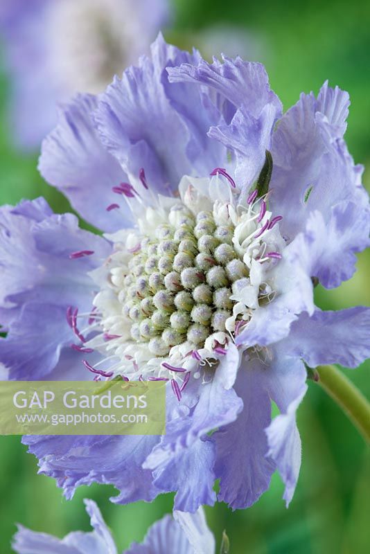 Scabiosa caucasica 'Clive Greaves' AGM - Scabious, Pincushion flower, July