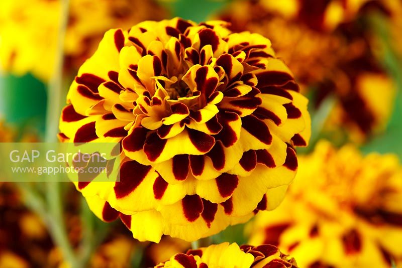 Tagetes patula 'Double Mr Majestic' - French Marigold, August