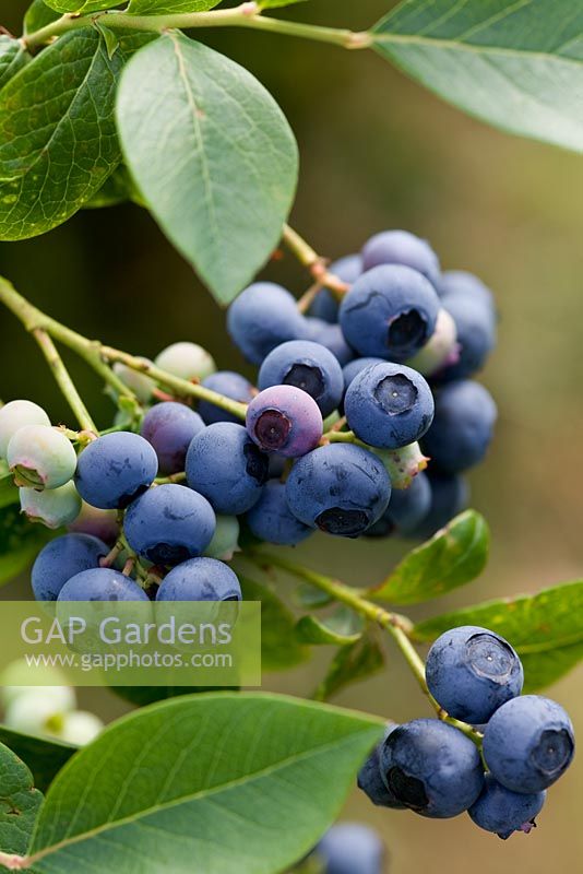 Fruit of Vaccinium 'Earliblue' - Blueberry