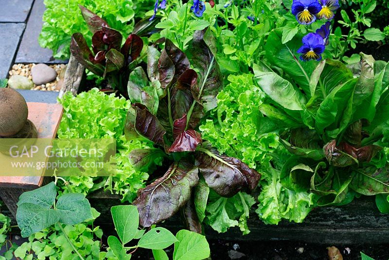 Decorative and tasty bed edging of Lactuca - Lettuce 'Fristina' and Radicchio 'Treviso Precoce Mesola' backed by Viola - Pansies