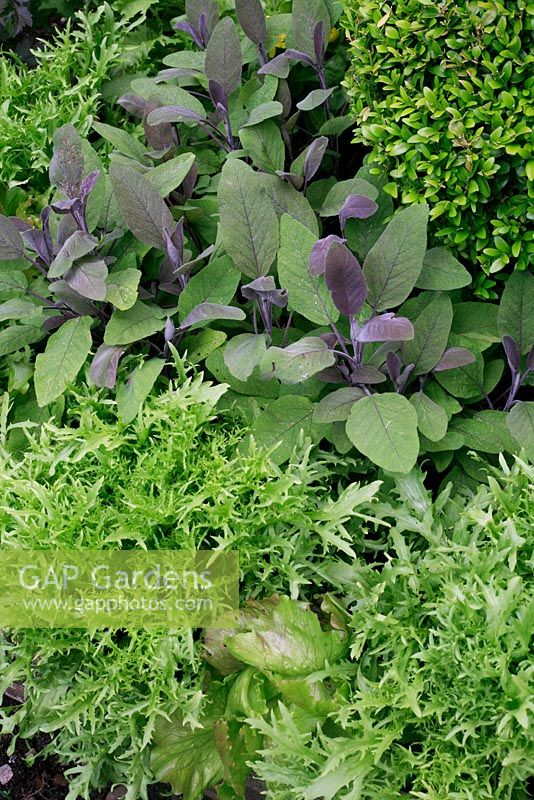 Salad leaf edging of Endive 'Fine de Louvier' and red Iceberg Lettuce 'Sioux' with Salvia - Purple Sage and Buxus - Box behind