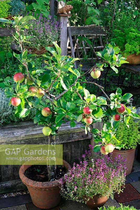 Dwarf Coronet Malus - Apple 'Red Devil' growing in a terracotta pot surrounded by herbs