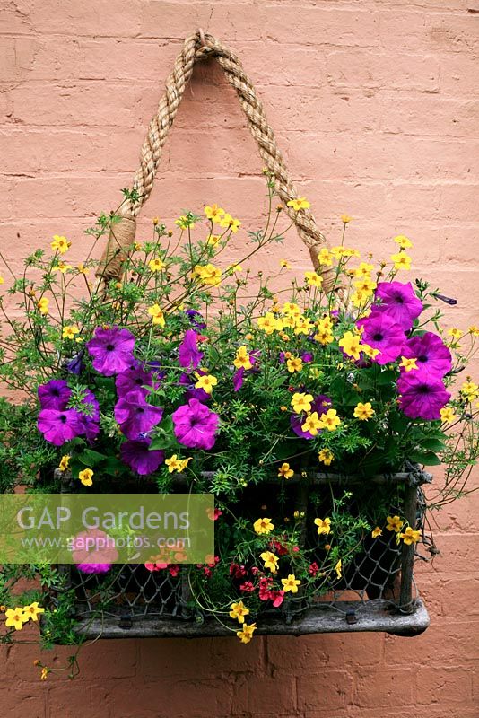 Summer bedding plants spilling out of an old lobster basket hung on a sunny wall. Petunia 'Hurrah Lavender Tie Dye' with Bidens 'Aurea' and Diascia 