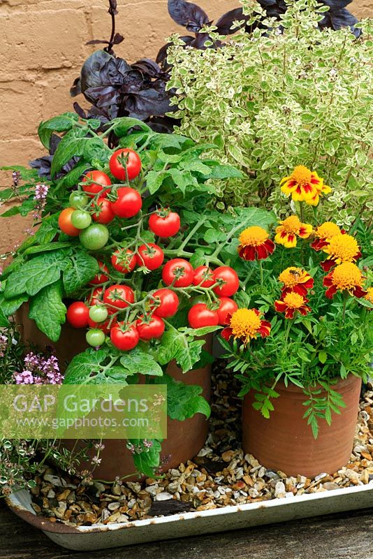 Dwarf Tomato 'Vilma' with Ocimum basilicum 'Red Rubin' - purple leaved Basil, whitefly deterring Tagetes and Origanum vulgare 'Country Cream' - variegated Marjoram in pots
