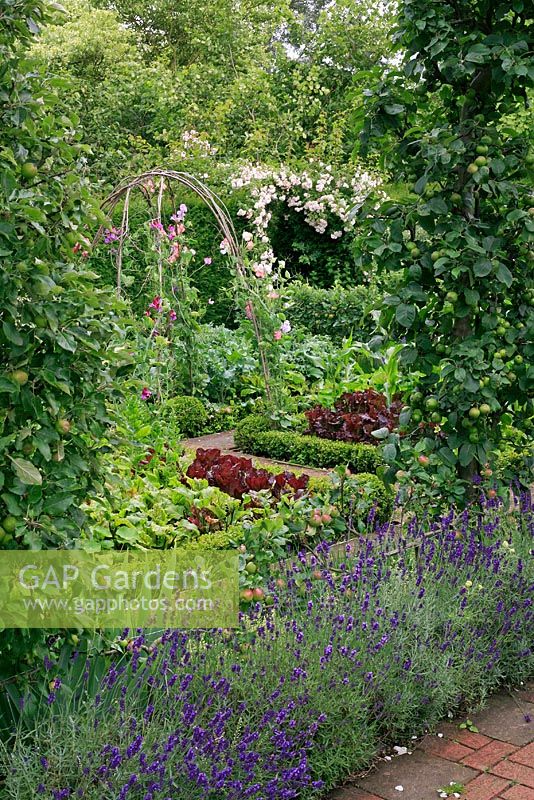 Ornamental kitchen garden in The Old Rectory, Sudborough, with trained Apples, Lavandula - Lavender hedge, Buxus- Box edged vegetable beds and an arch of Hazel poles with Lathyrus -Sweet Peas 