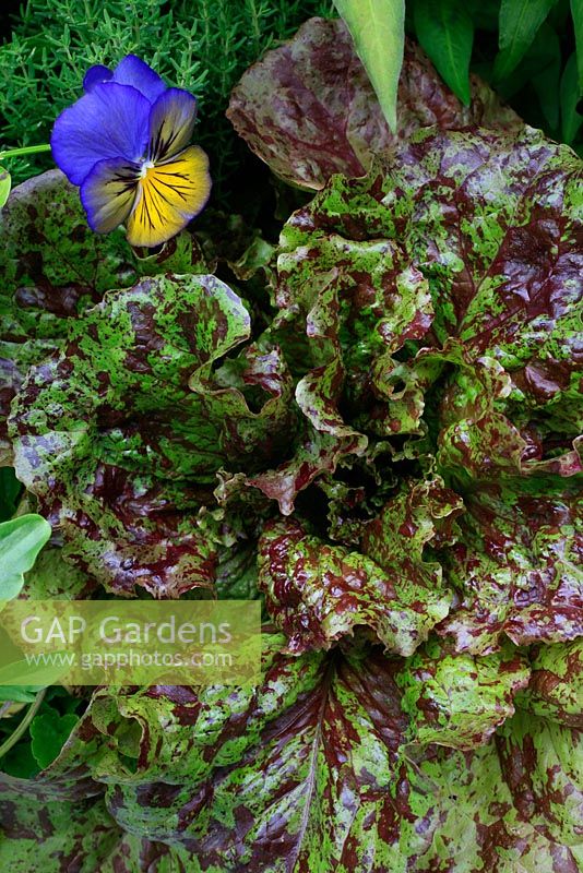 Lactuca - Lettuce 'Mottistone' with Viola - Pansy 'Karma Blue Butterfly'