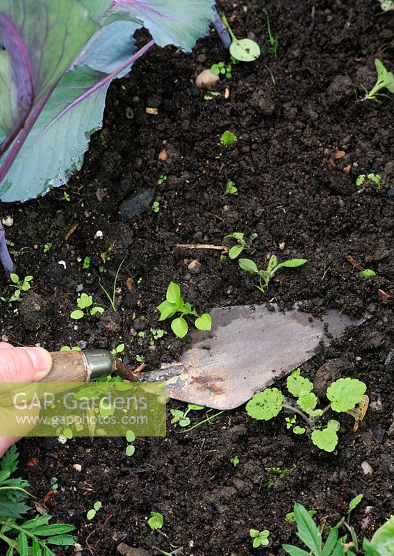 Using a bricklayers pointed trowel to skim off young weed seedlings from around vegetables. This gives more control in tight spaces than using a hoe
