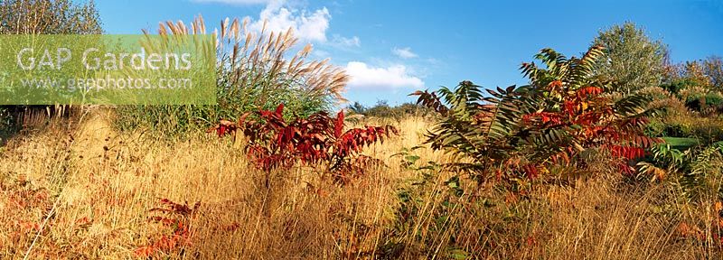 Autumn grasses and seedheads of perennials with Rhus and Miscanthus at Lady Farm, Somerset