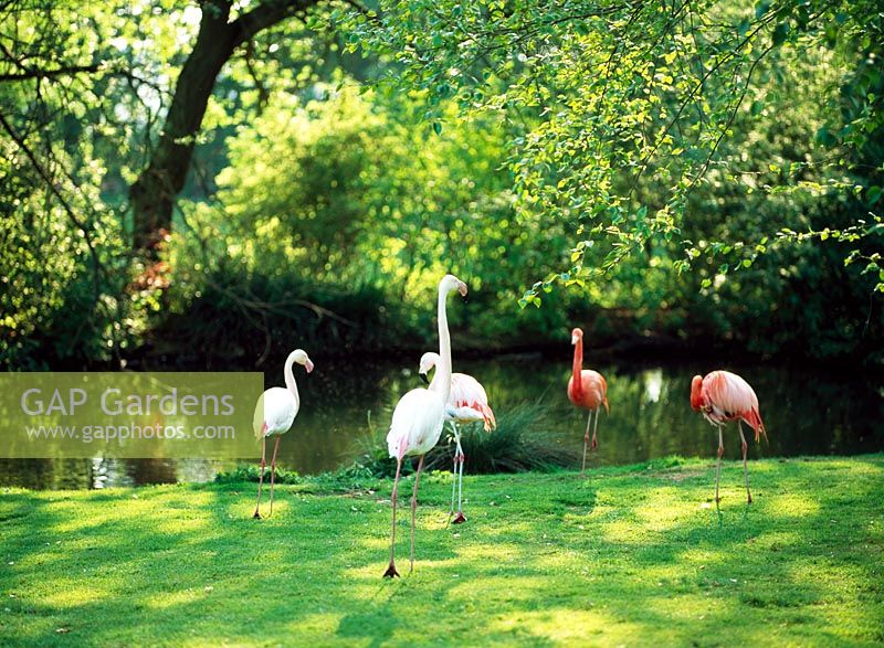 Flamingos at Coton Manor