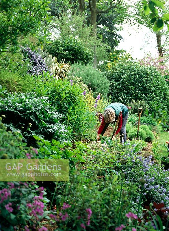 Owner of Coton Manor working in the garden