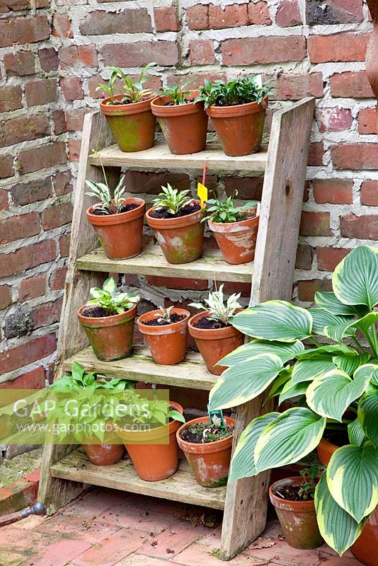 Step ladder plant stand