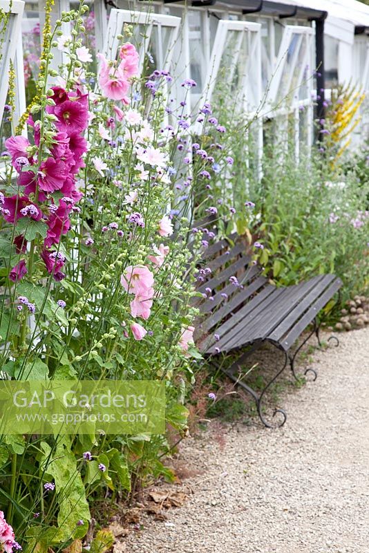 Alcea rosea in cottage border with wooden bench