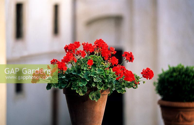 Red Perlagonium in pot on entrance steps - Villa Della Porta Bozzolo, Casalzuigno, Italy