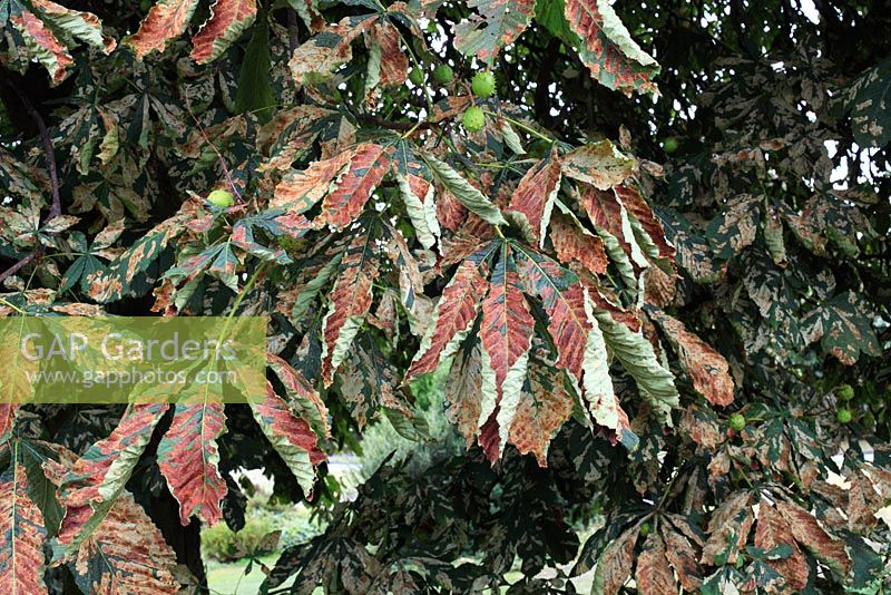 Cameraria ohridella - Horse chestnut leaf miner