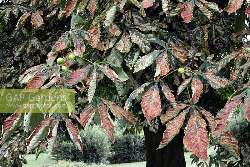 Cameraria ohridella - Horse chestnut leaf miner