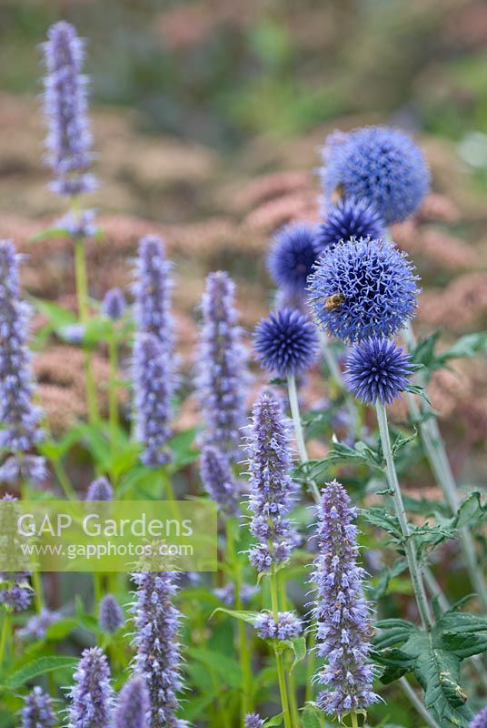 Echinops ritro 'Veitch's Blue' and Agastache 'Blue Fortune' - RHS Wisley