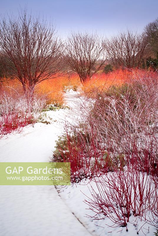 Winter walk at Anglesey Abbey showing brightly coloured stems of Cornus and Rubus thibetanus in February