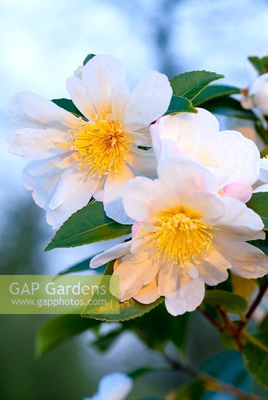 Camellia sasanqua 'Narumigata' - Mountain Tea Flower, flowering in December