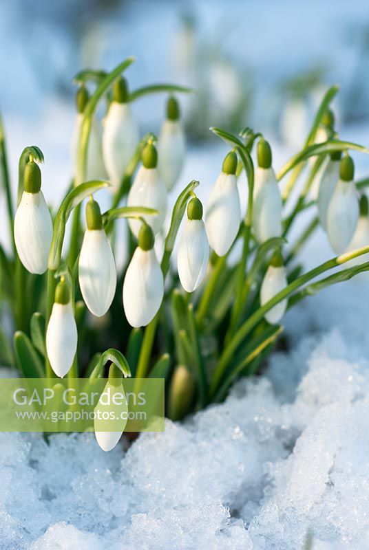 Galanthus nivalis - Snowdrops, February