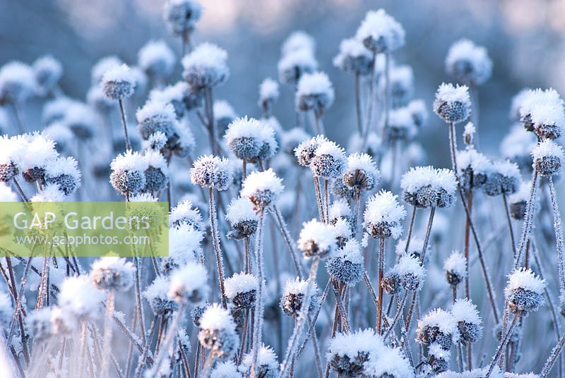 Monarda seedheads in snow - Bergamot, December