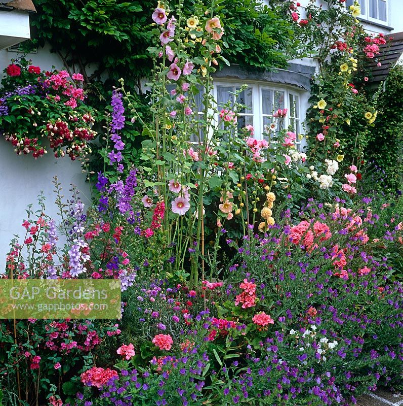 Front garden with Alcea and Rosa, Grafton Cottage, Staffordshire