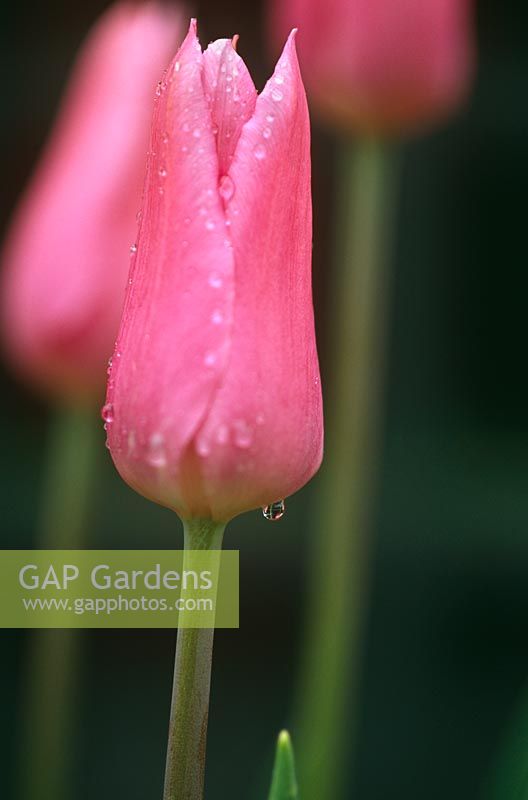 Tulip 'China Pink'