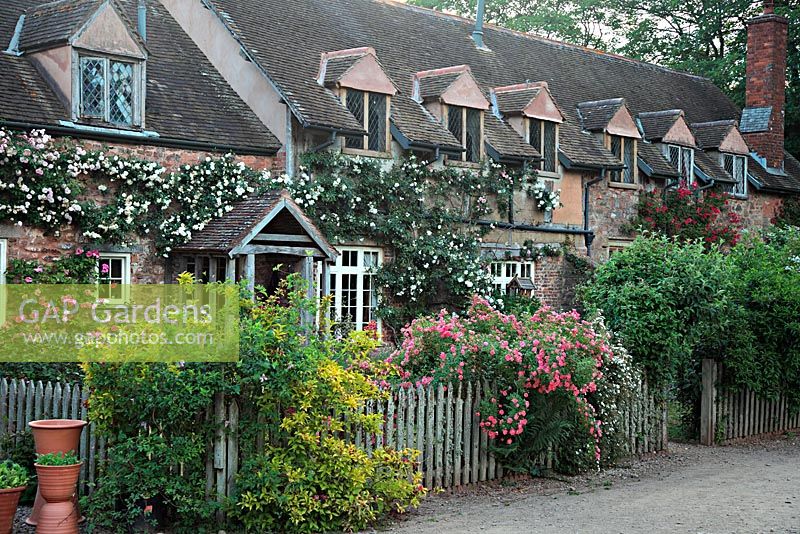 Cottages wreathed in roses at Cothay Manor, Greenham, Somerset
