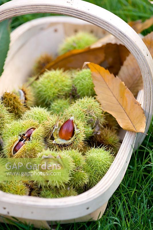 Harvested sweet chestnuts in a wooden trug 