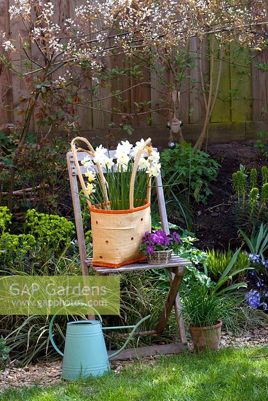 Narcissus 'Sailboat' planted in a recycled bag