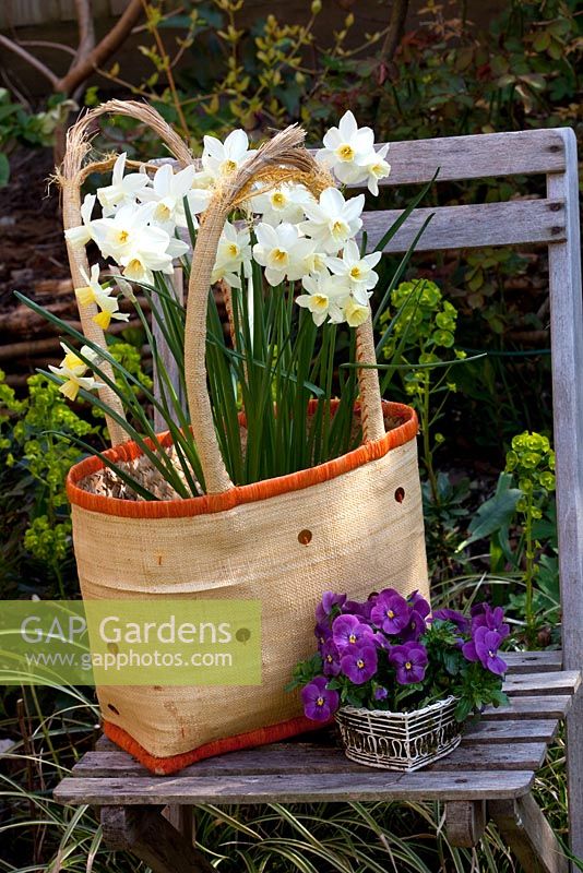 Narcissus 'Sailboat' planted in recycled bag