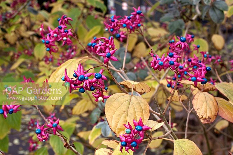 Clerodendron tricotomum var. Fargesii
