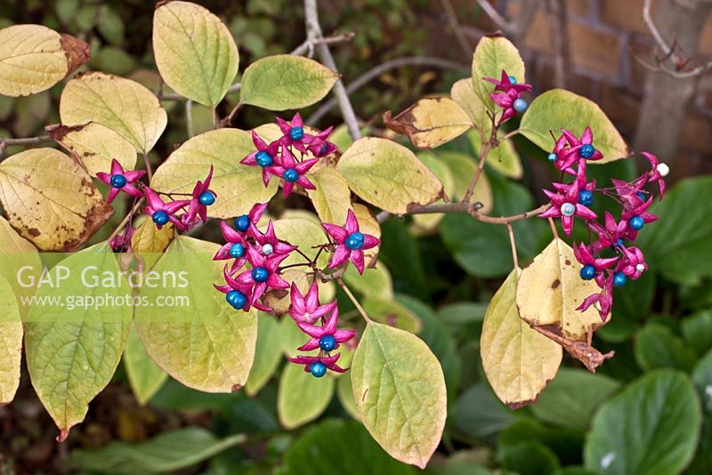 Clerodendron tricotomum var. Fargesii
