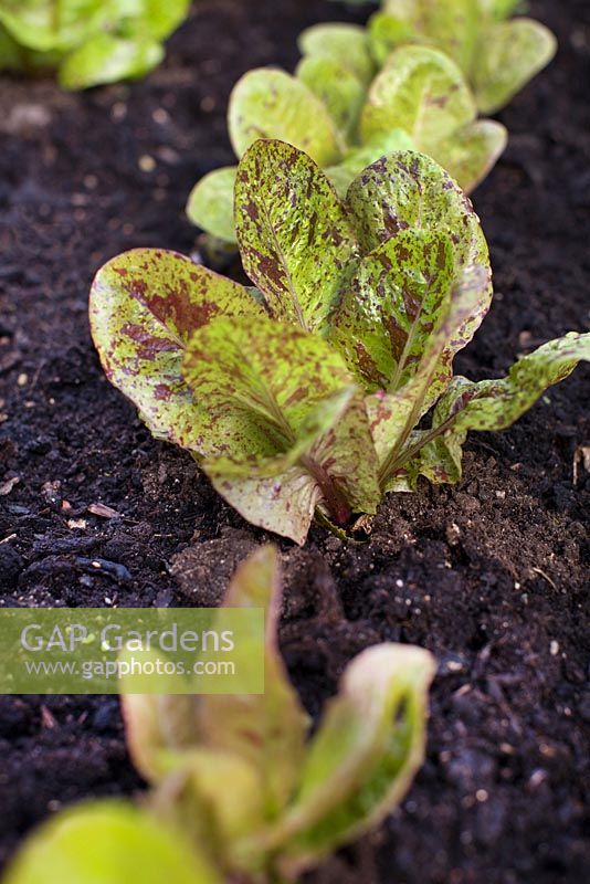 Lactuca sativa - Lettuce 'Freckles'