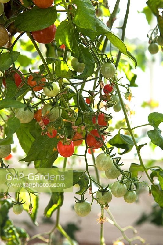 Lycopersicum - Tomato '100's and 1000's' or 'Hundreds and Thousands' in hanging basket