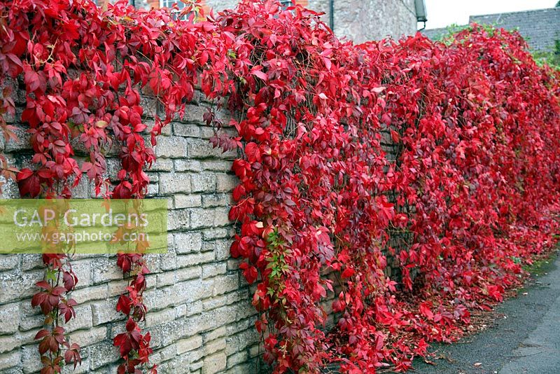 Parthenocissus quinquefolia - Virginia Creeper hangs down in swags to soften the outline of a boundary wall