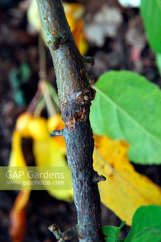 Nectria gallingena - Apple Canker on Malus domestica cultivar