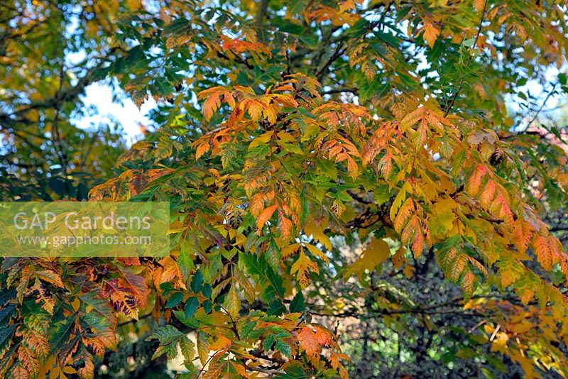 Koelreuteria paniculata AGM showing autumn colour