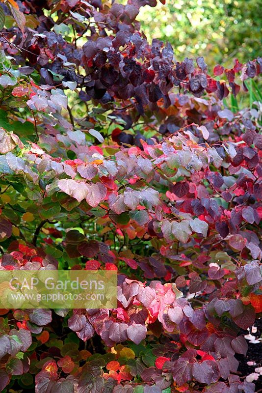 Disanthus cercidifolius AGM autumn colour