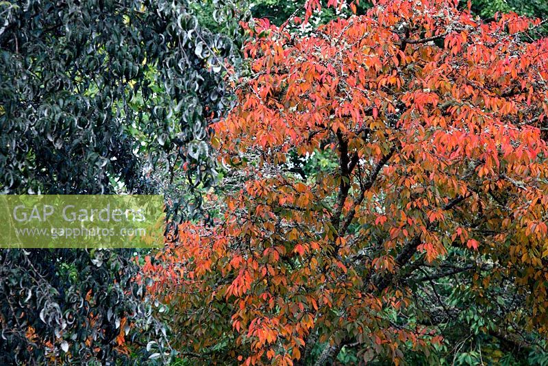 Autumn foliage of Sorbus folgneri - left and Prunus 'Kursar' AGM