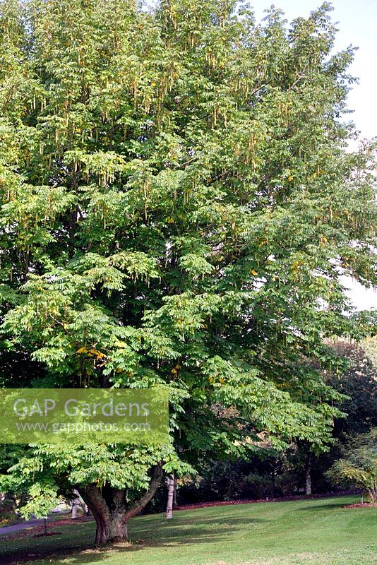 Pterocarya fraxinifolia AGM at RHS Rosemoor