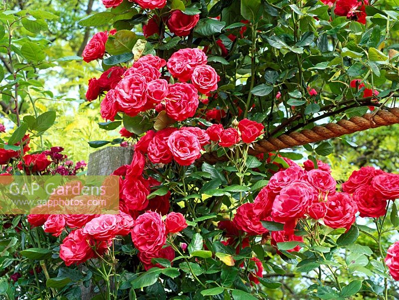 Rosa 'Danse des Sylphes' climbing on a rope swag