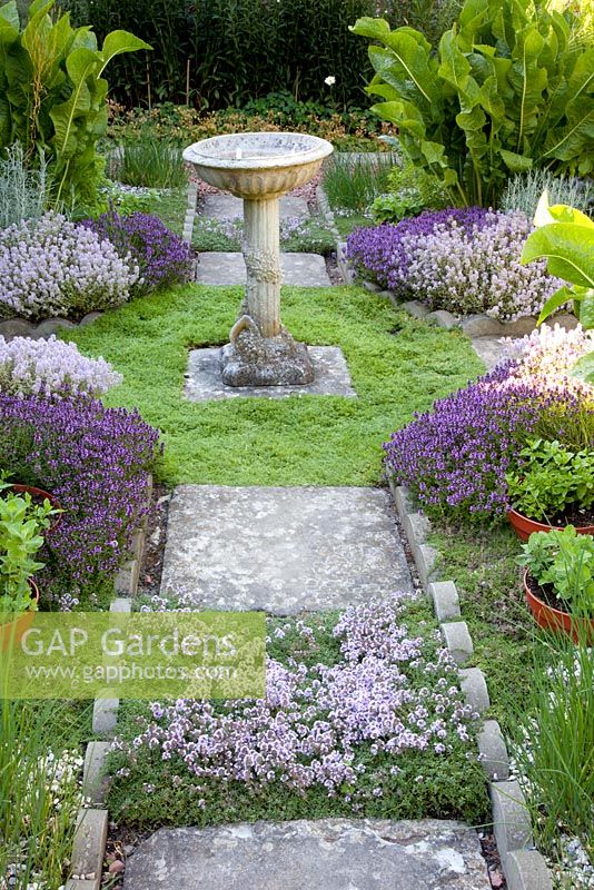 Small herb garden with Thymus - Thyme and Chamaemelum nobile - Chamomile path